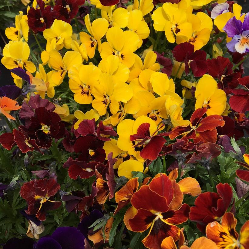 Medley Mix Pansy