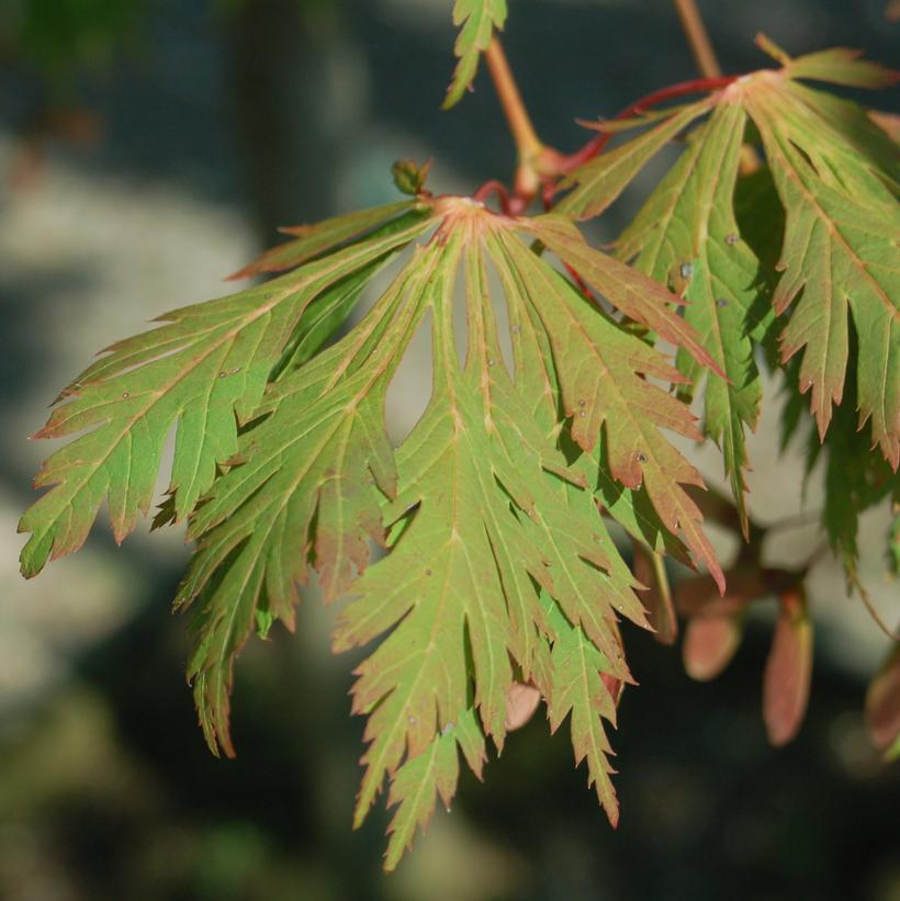 Fernleaf Full Moon Maple