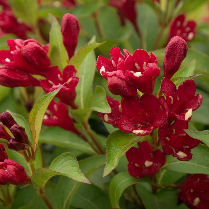 Maroon Swoon™ Weigela