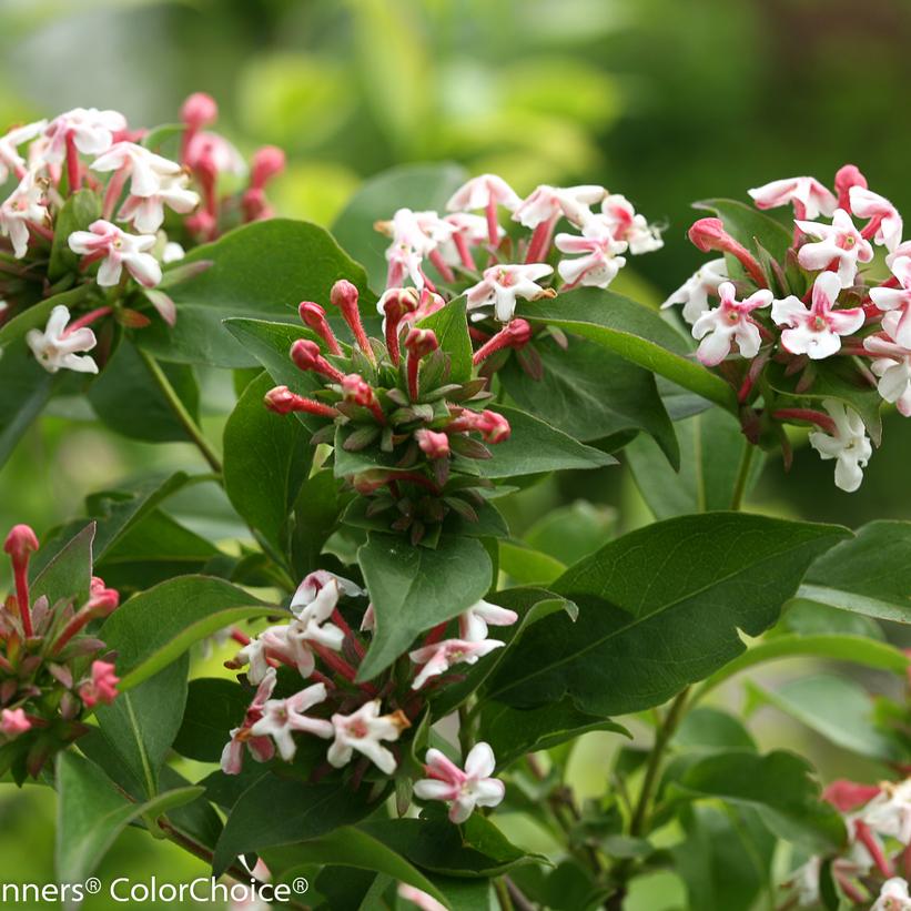 Sweet Emotion® Abelia