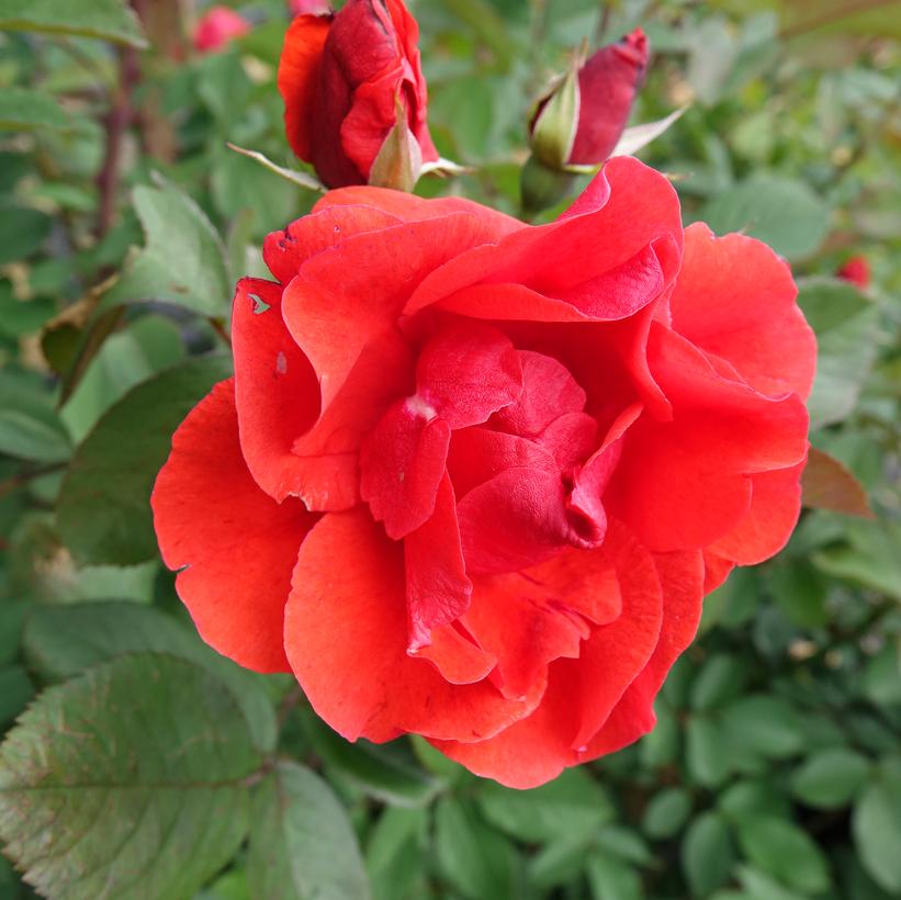 Morden Fireglow Shrub Rose