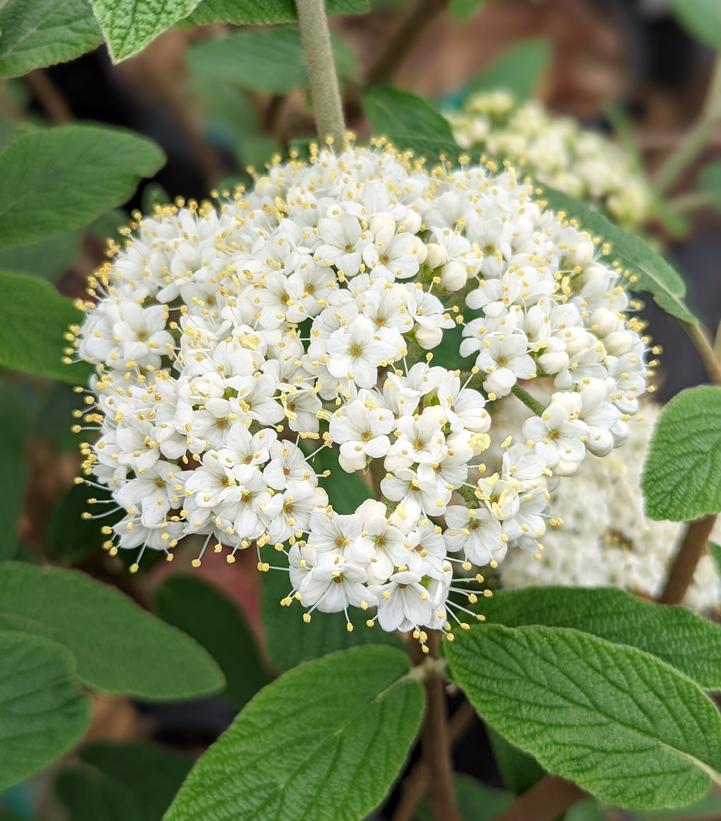 Allegheny Viburnum