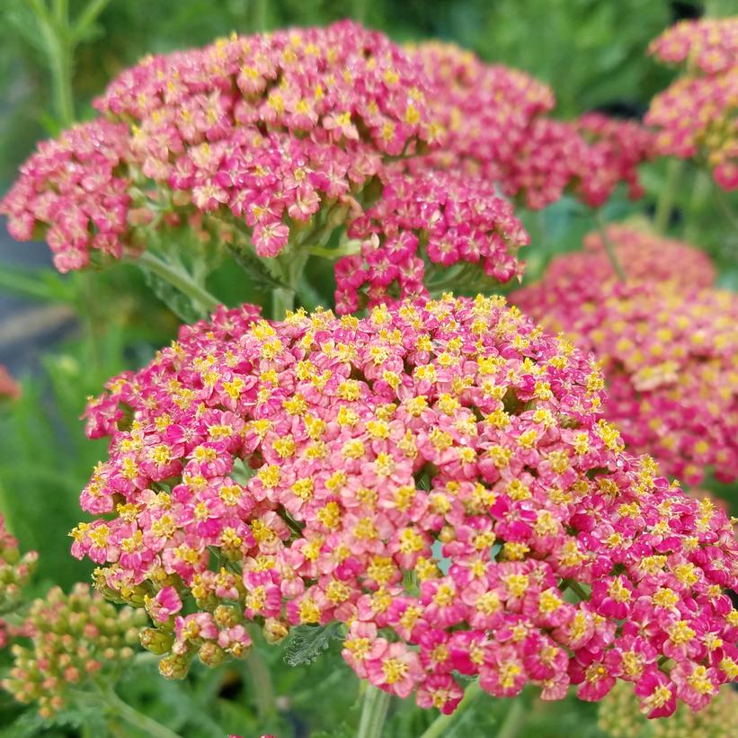 Rainbow™ Sparkling Contrast Yarrow