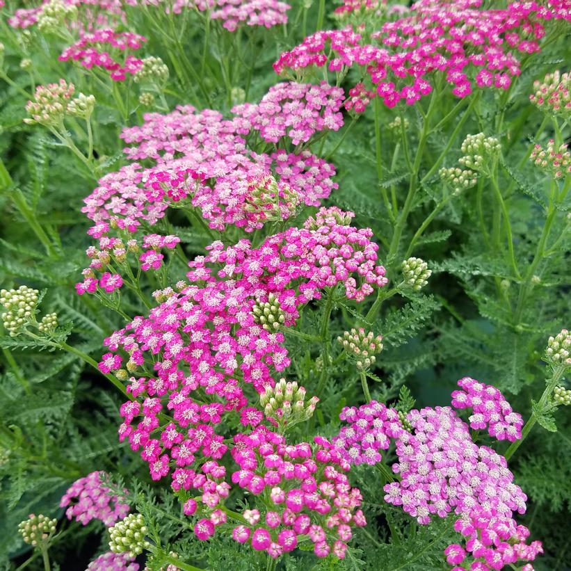 Rainbow™ Summer Wine Yarrow