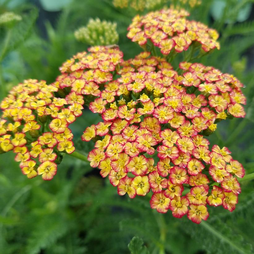 Rainbow™ Tri Color Yarrow