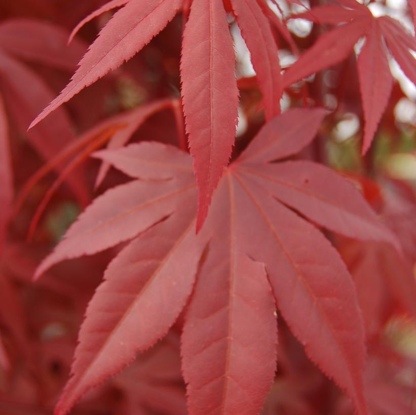 Fireglow Japanese Maple