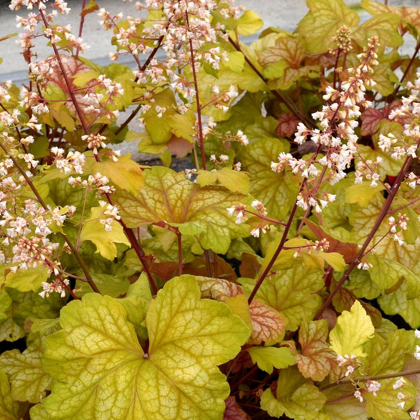 Champagne Coral Bells