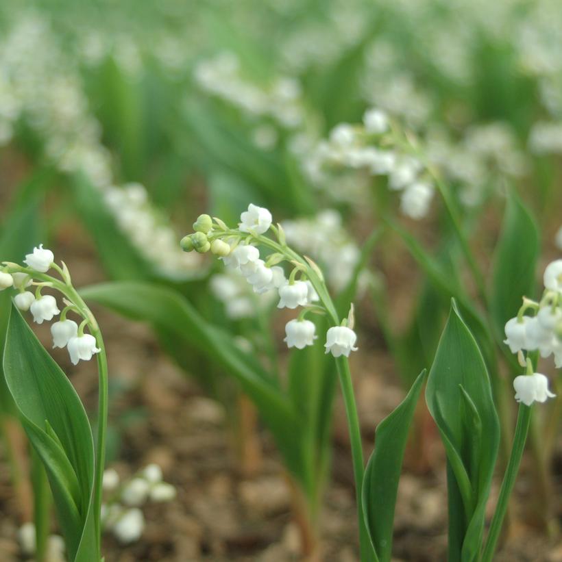 Lily of the Valley