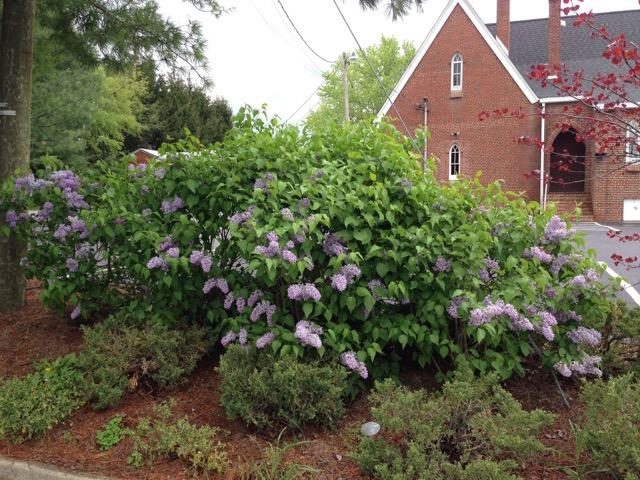 Tiny Dancer™ European Lilac