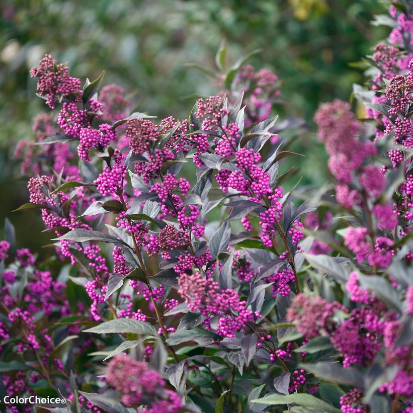 Pearl Glam® Beautyberry