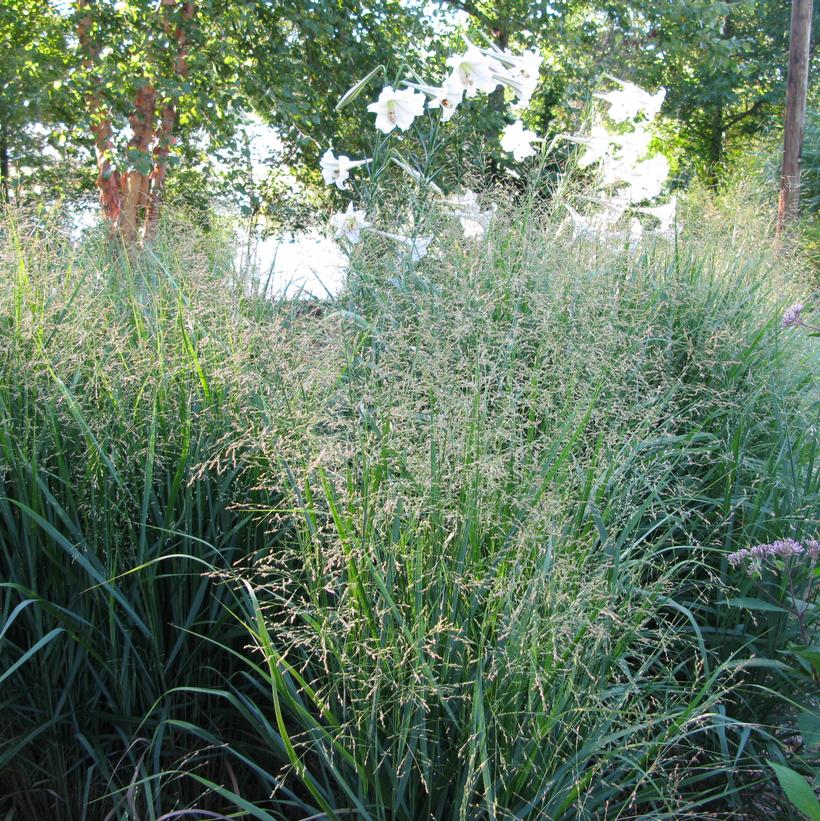 Squaw Switchgrass