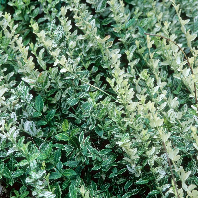 Harlequin Euonymus