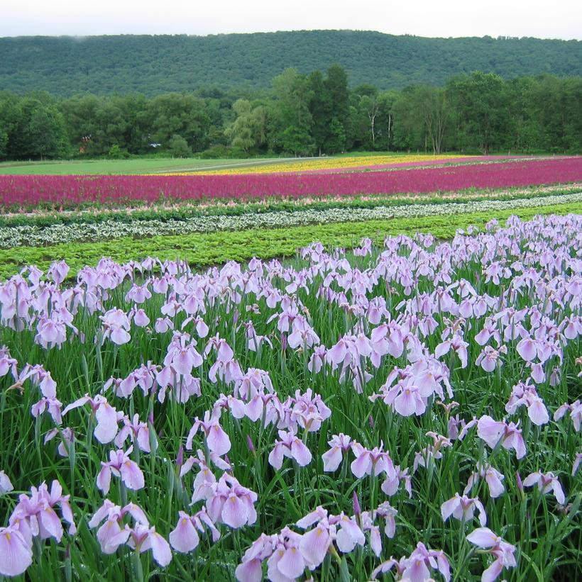 Darling Japanese Iris