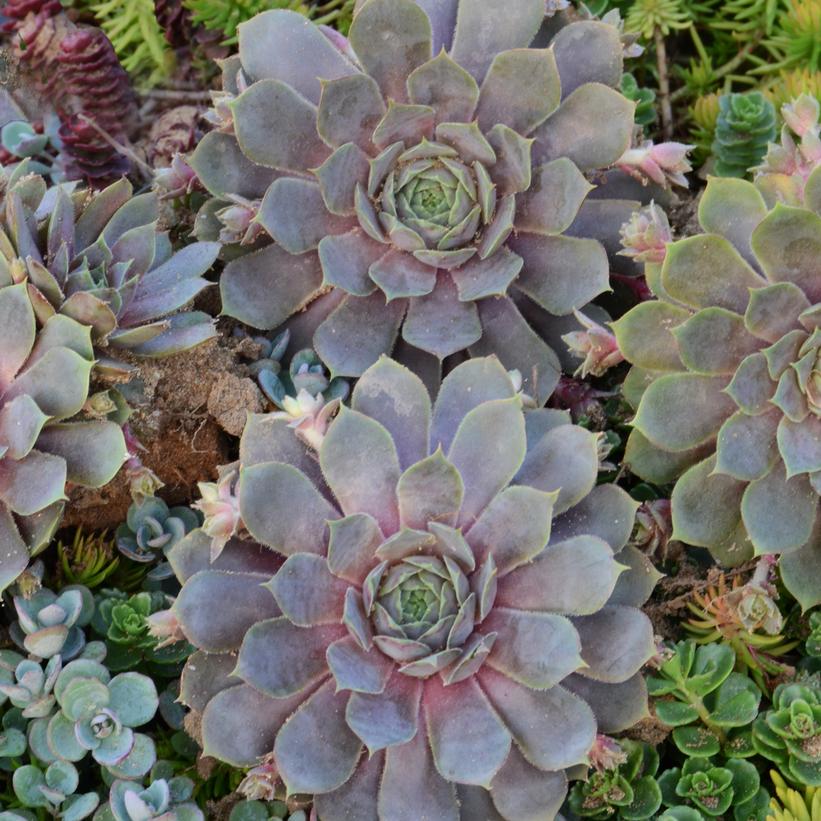 Pacific Blue Ice Hens & Chicks