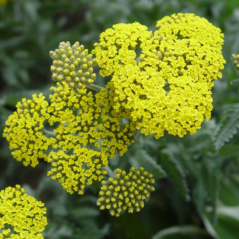 Little Moonshine Yarrow