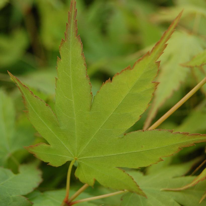 Higasayama Japanese Maple