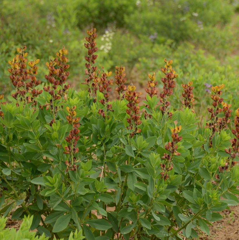 Brownie Points False Indigo