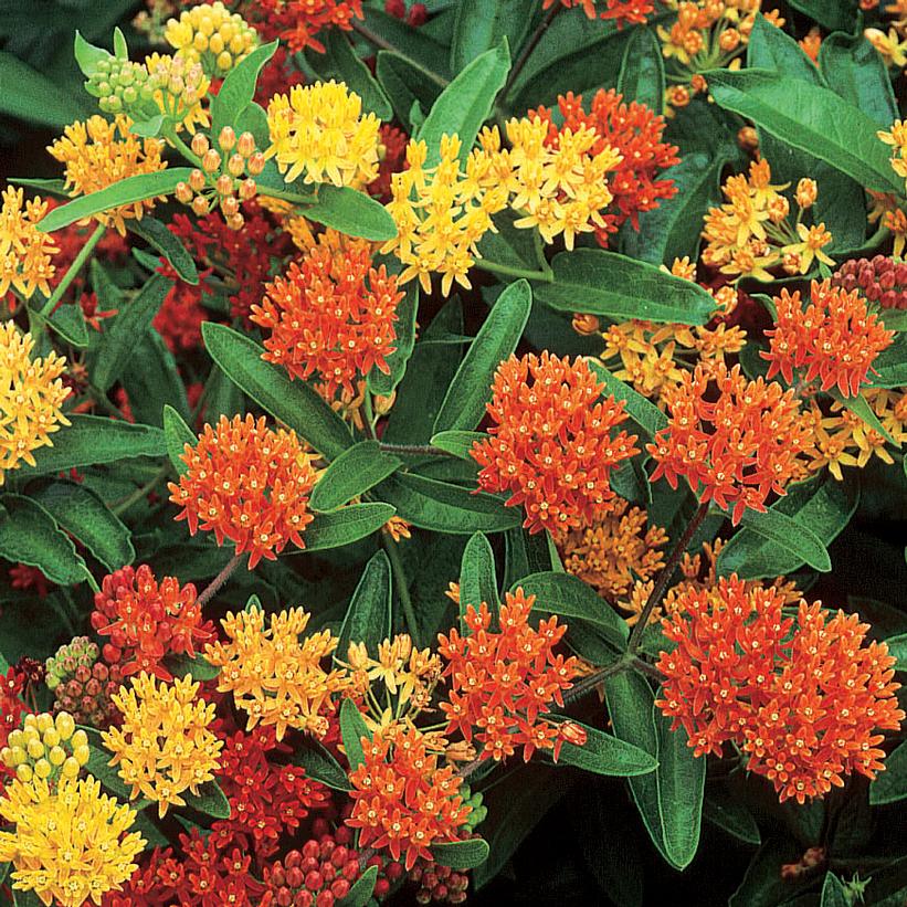 Gay Butterflies Butterfly Weed