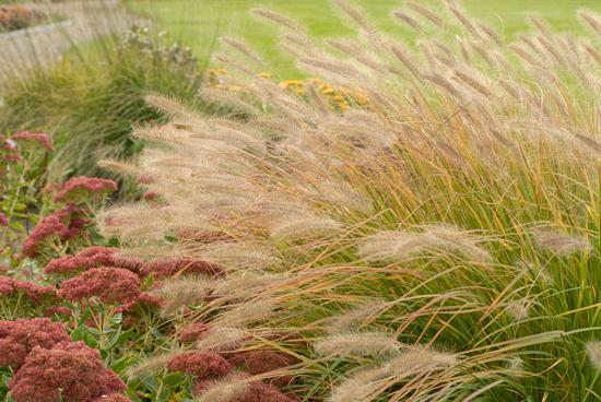 Prairie Winds® Desert Plains Fountain Grass
