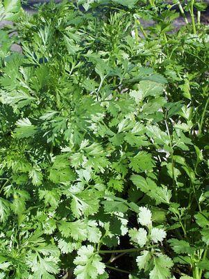 Cilantro, Coriander