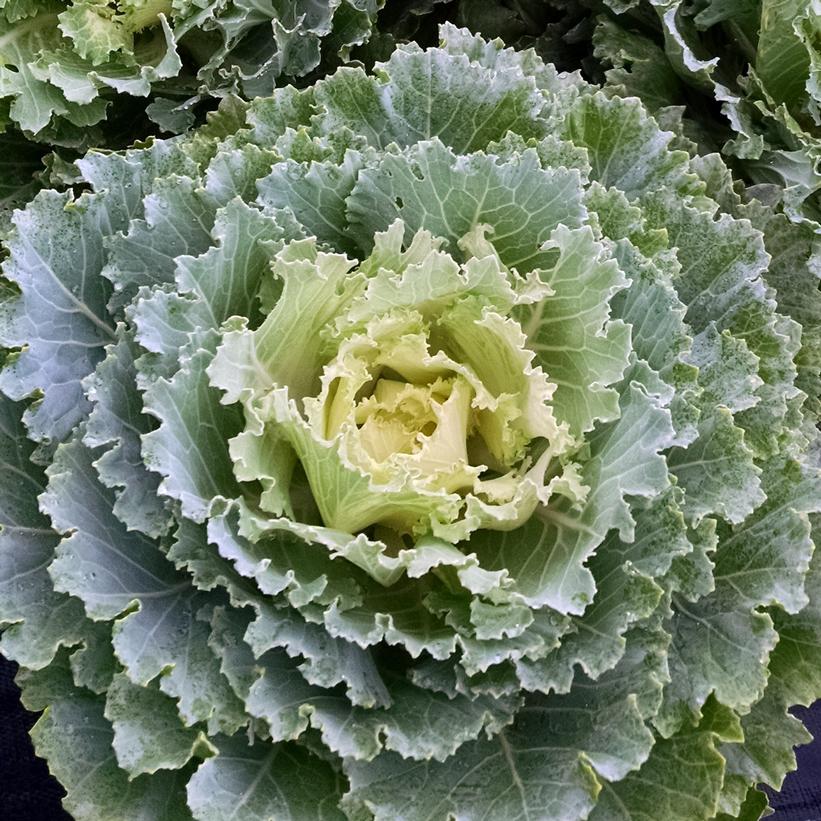 Osaka White Flowering Kale