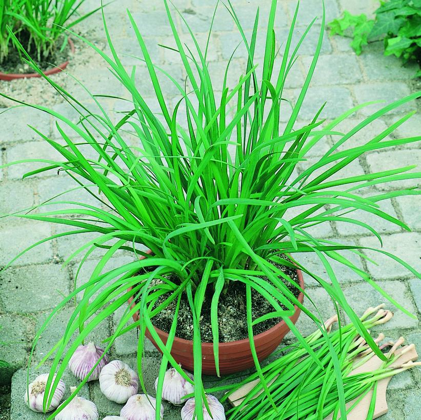 Geisha Garlic Chives