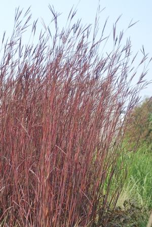 Red October Big Bluestem