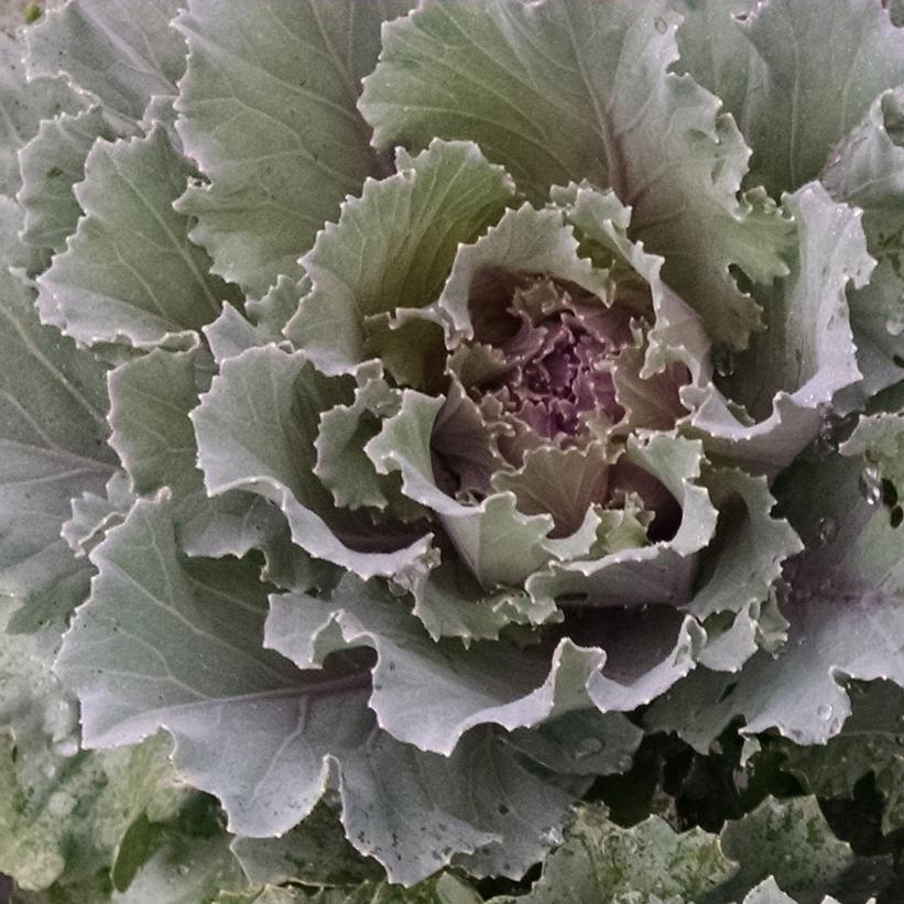 Osaka Pink Flowering Kale