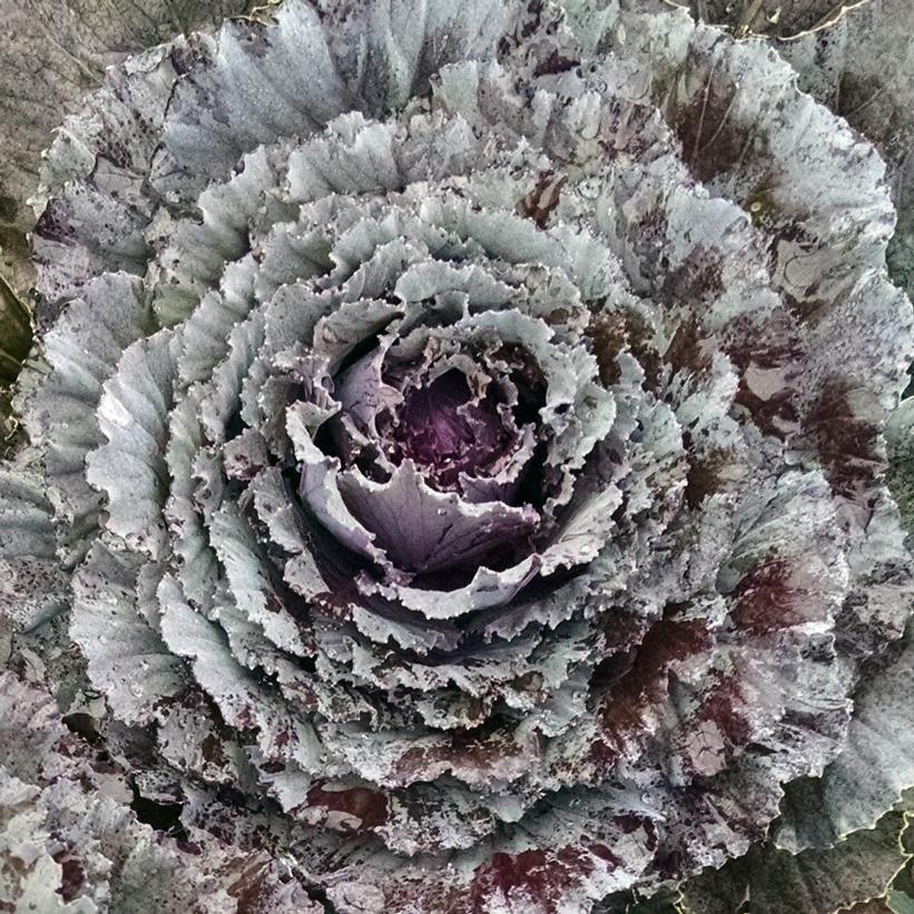 Osaka Red Flowering Kale