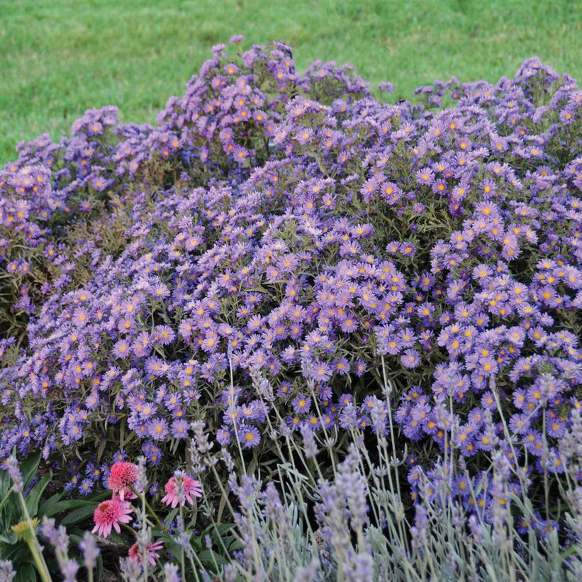 KICKIN® Lilac Blue New York Aster