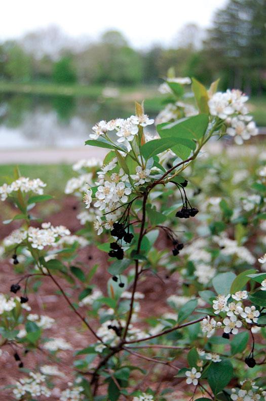 Iroquois Beauty™ Black Chokeberry