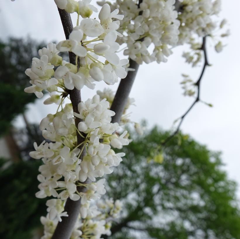 Vanilla Twist Eastern Redbud