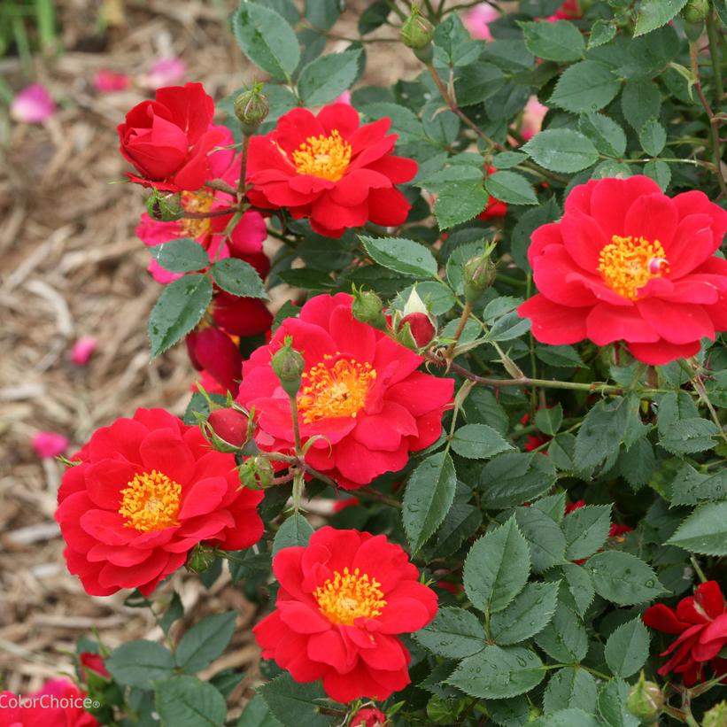 Oso Easy® Urban Legend® Landscape Rose