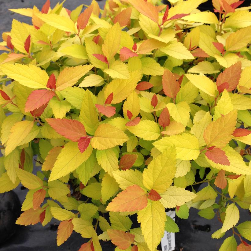 Double Play® Candy Corn™ Spirea