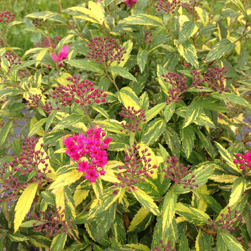 Double Play® Painted Lady™ Spirea