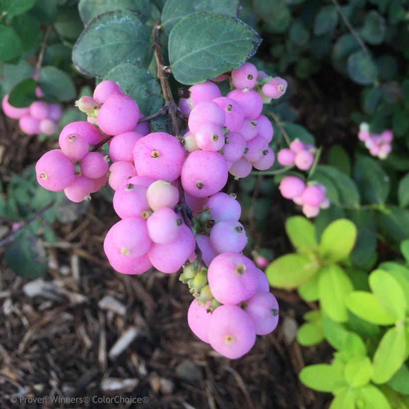 Proud Berry® Coral Berry