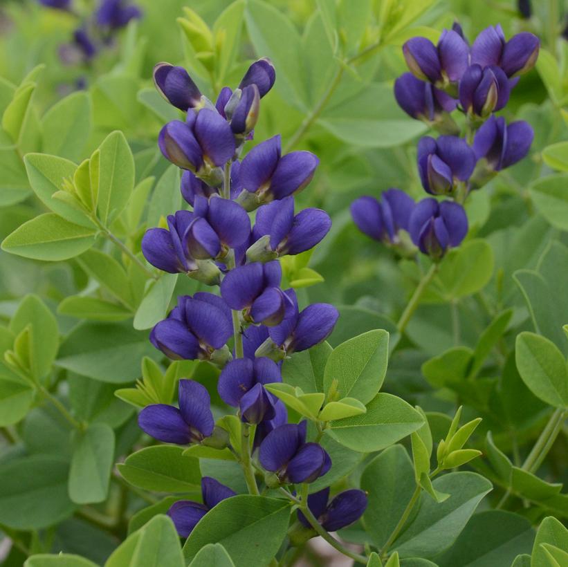 Sparkling Sapphires False Indigo