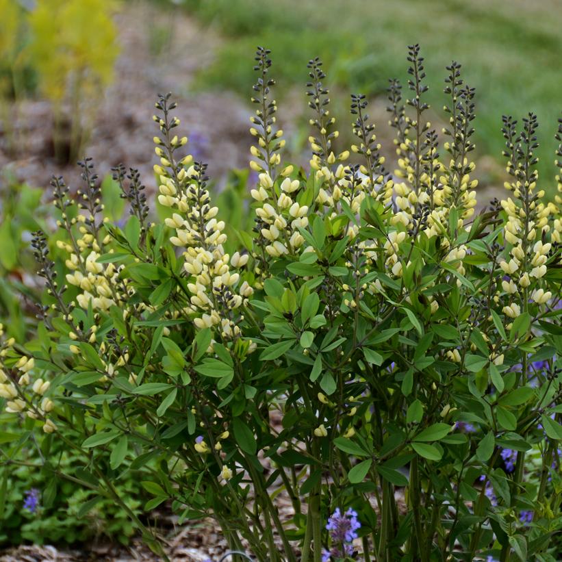 Vanilla Cream False Indigo