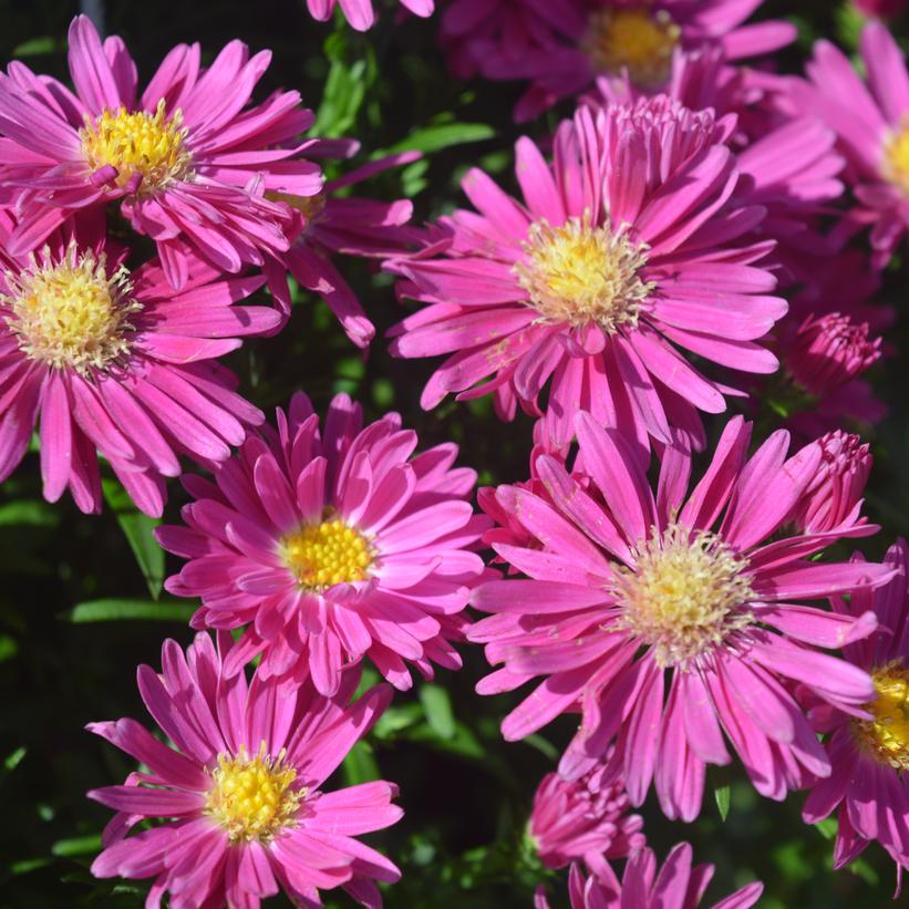 Carmine Red Fall Aster