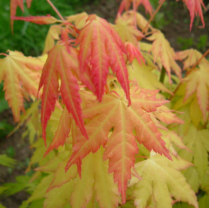 Orange Dream Japanese Maple