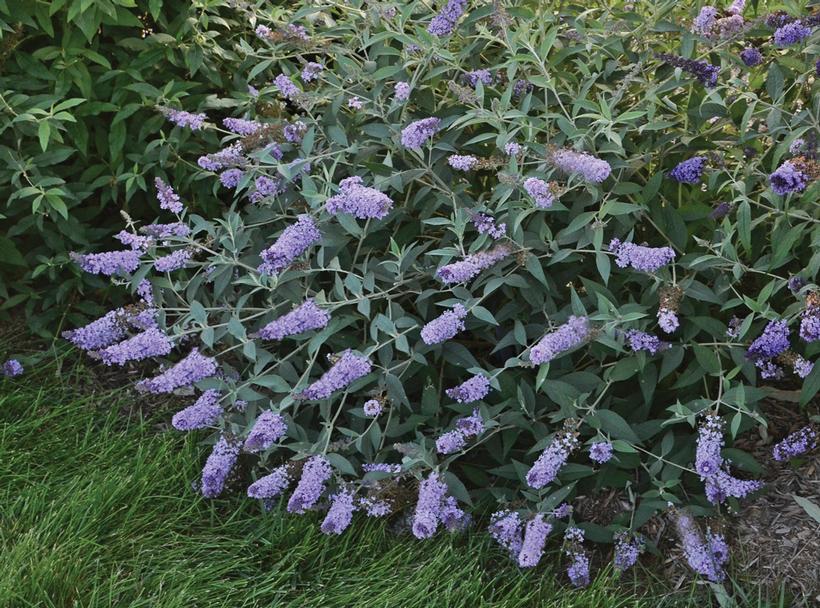 Glass Slippers Butterfly Bush