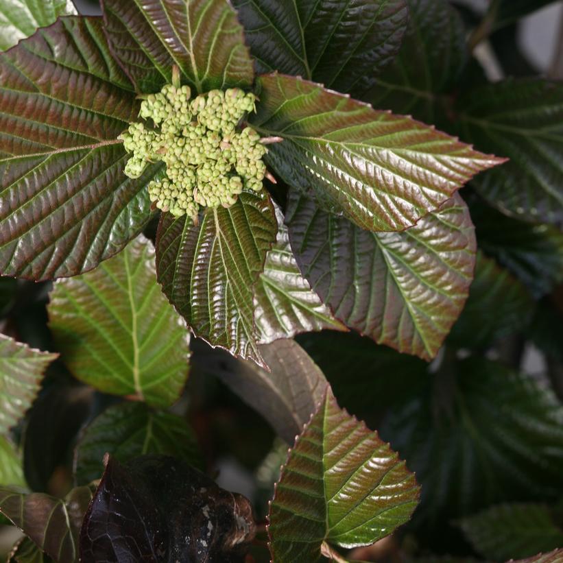 Shiny Dancer® Viburnum