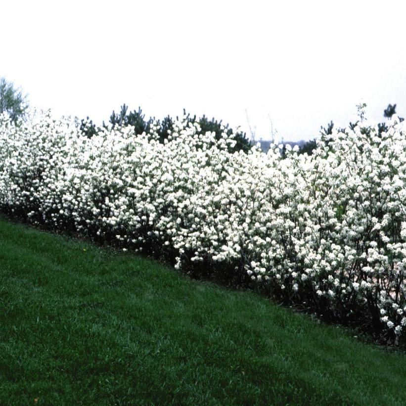 Regent Serviceberry