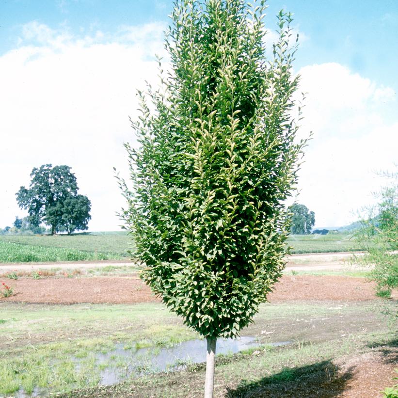 Fastigiate European Hornbeam