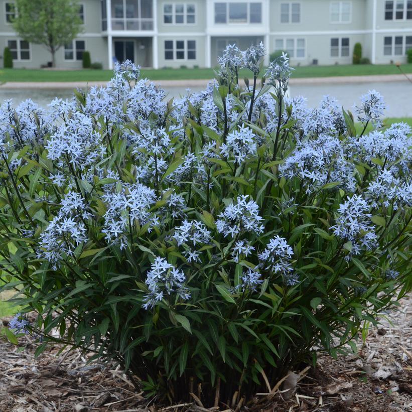 Storm Cloud Bluestar