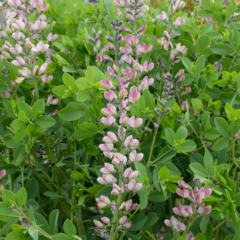 Pink Truffles False Indigo