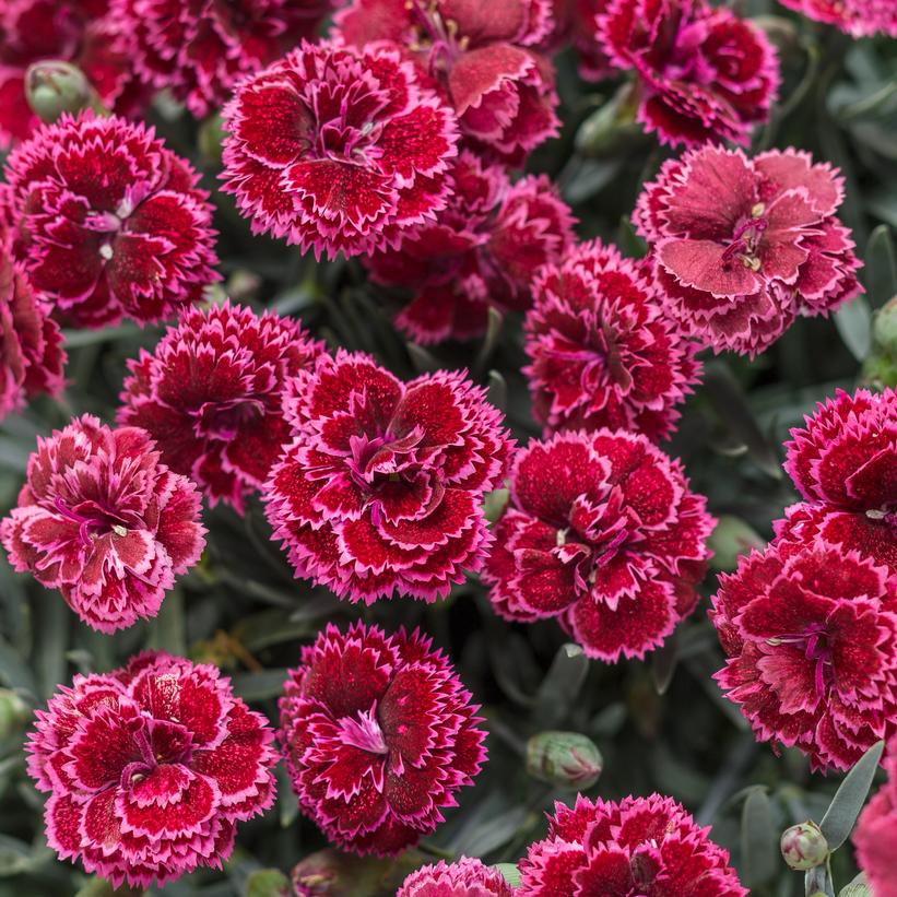 Black Cherry Frost Pinks