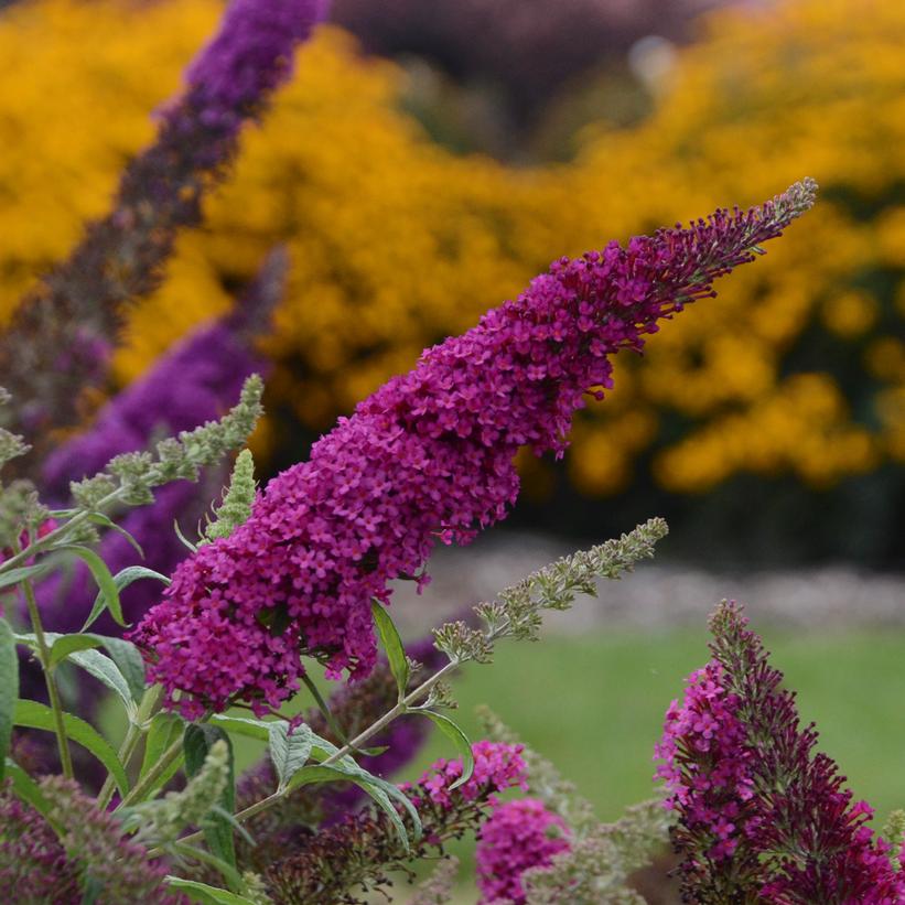 Queen of Hearts Butterfly Bush