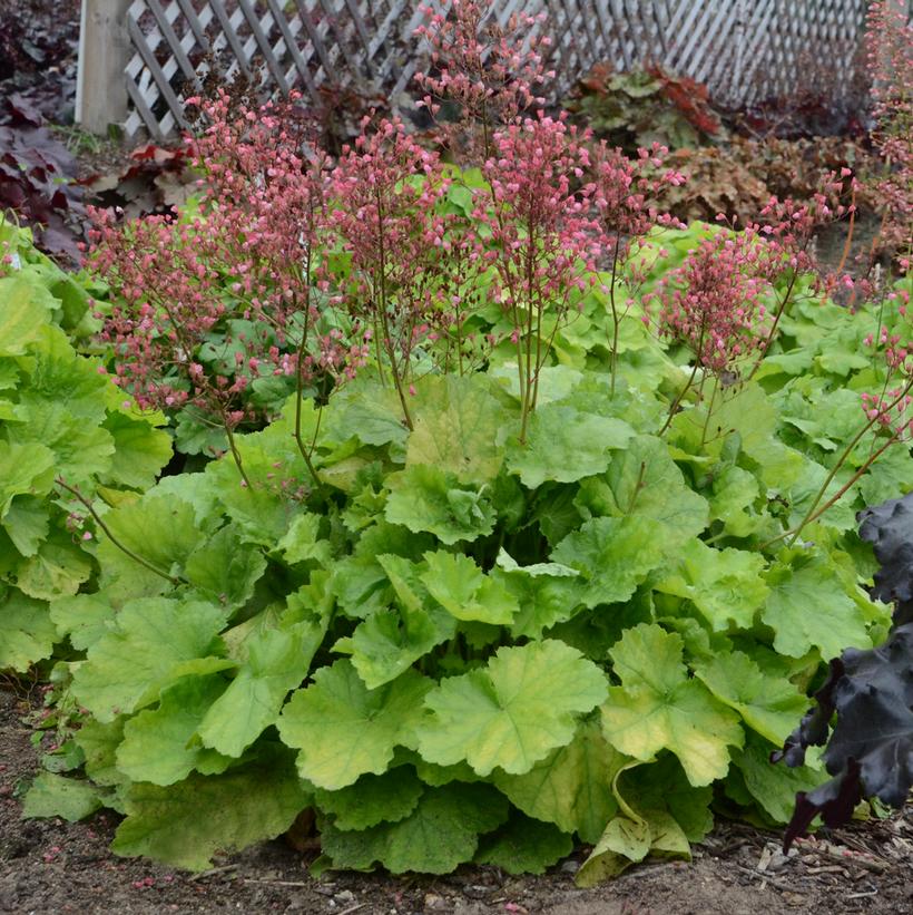 Pretty Pistachio Coral Bells