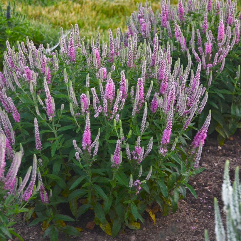 Pink Potion Spike Speedwell